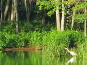 alpoa-springimagehp